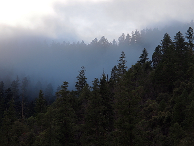 [Looking up at trees lining the mountain sides and seeing the closest layer clearly, but the next layer is partially lost in the fog and the more distance layers are blocked completely by the fog.]